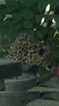 Amur leopard cub makes public debut at Cleveland Metroparks Zoo