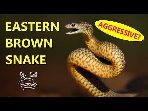 The Second Most Venomous Snake In the World: Is It Aggressive?