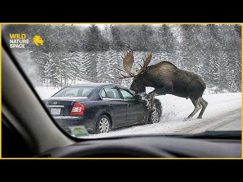Wild Moose Encounter Caught on Camera | Animal Attacks # 90