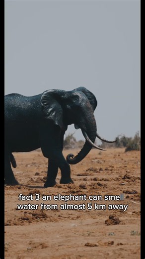 The Last Animal Fact Is Actually Terrifying 🐺#facts