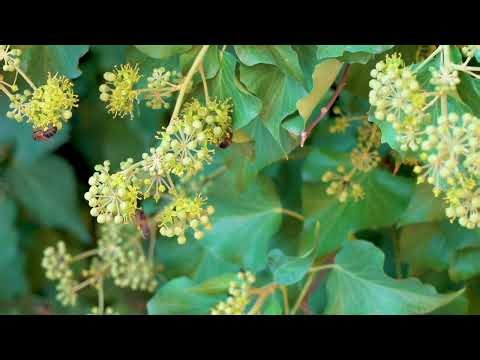 The Amazing Life of a Bee 🐝 | The Tiny Insect That Keeps Nature Alive