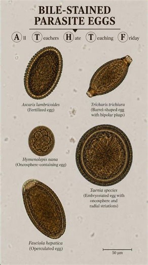 Why Do Some Parasite Eggs Turn Brown?