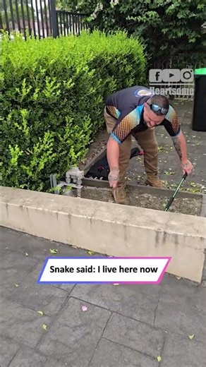 World’s 2nd Most Venomous Snake Caught in Backyard Chase|| Heartsome 💖