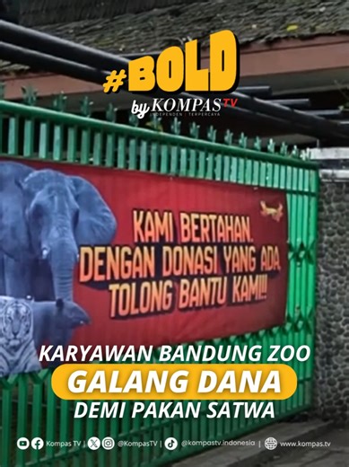 Bandung Zoo masih berjuang memenuhi kebutuhan satwa di tengah penutupan yang telah berlangsung lebih dari 4 bulan. Sejak ditutup pada 6 Oktober 2025, kebun binatang ini tidak lagi menerima pengunjung, sehingga pendapatan operasional, termasuk untuk pakan satwa, terhenti. Di tengah keterbatasan, solidaritas datang dari internal. Sebanyak 129 karyawan menggalang dana secara swadaya dan mengumpulkan sekitar 18 juta rupiah untuk membantu memenuhi pakan satwa harian. Selain itu, pengelola juga membuk