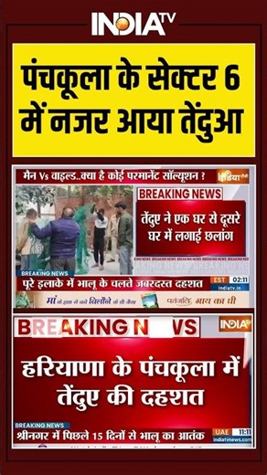 Haryana Panchkula leopard | पंचकूला के सेक्टर 6 में नजर आया तेंदुआ #breakingnews #viral