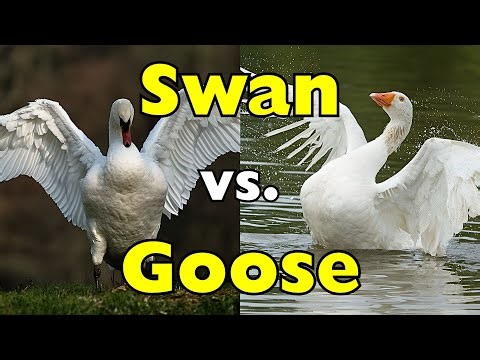 Swan vs Goose: The Battle You Never Knew Was Happening [ID0839]