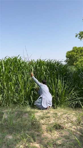 Hunting for rabbits 🐇 rabbits 🐰 #farming #farmer #harehunting #villagelife #birds