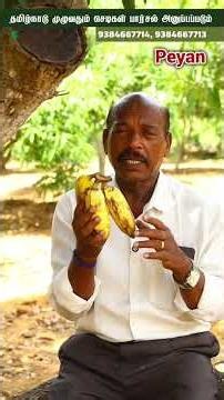 🌱 Peyan Banana Explained! Why Was It Offered in Temles? | Body Cooling Banana 🍌