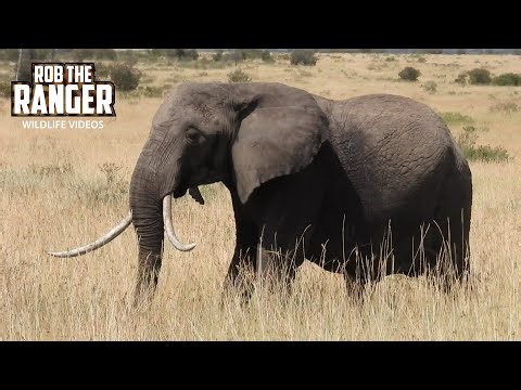 Look At The Unique Tusks Of this Elephant!! | Maasai Mara Safari | Zebra Plains