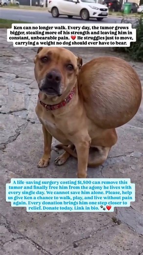💔 Ken can’t walk due to a growing tumor. Help raise $1,500 for surgery. Donate via bio 🐾🙏💙