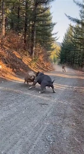 Wild Turn on the Trail 💢😱 #MeowMeowTime #Meow #Clickhype #cute #adorable #lindo #tierno