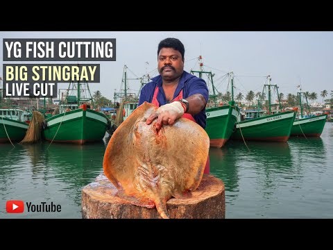 STINGRAY FISH CUTTING 🔥 SPEED SELVAM Expert Skills 🐠 KASIMEDU Fish Market