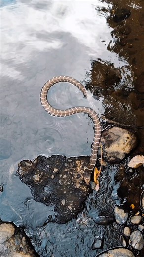 Pontus Hjelm on Instagram: "Att få ha sett kungskobran i det vilda är verkligen en magisk upplevelse😍 som jag hoppas ha möjligheten till igen 🌸 #kingcobra #snake #Bali #viral #nature"