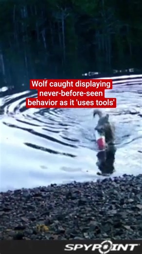 Wolf Uses Tools to Gather Food in British Columbia