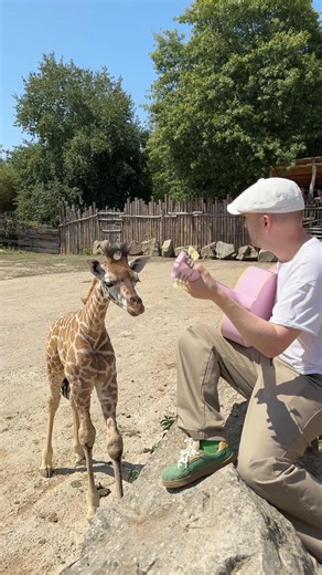 Singing for a Giraffe and Her Baby: Heartwarming Reaction