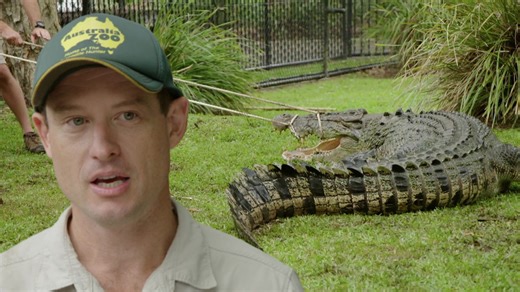 Para trasladar un cocodrilo de casi 4 metros de largos y 350 kilos al otro lado del zoológico, todo el equipo trabajará para capturarlo y así poder meterlo en la caja del traslado 🦒🐊🐨 #LosIrwin Descubre más contenidos como este en #HBOMax Suscríbete ahora https://bit.ly/MAX-AnimalPlanetLa | Animal Planet Latinoamérica