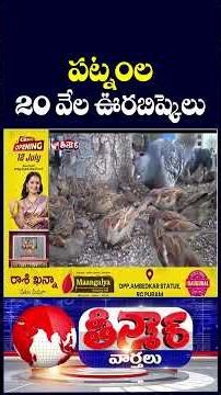 Sparrow Population Rises to 20,000 in Hyderabad | V6 Teenmaar