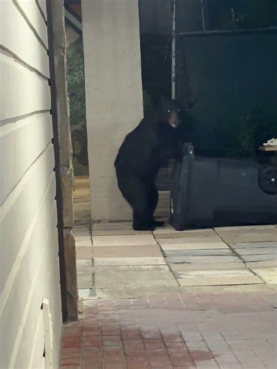 Black Bear Topples Trash Can During Nighttime Raid