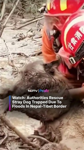Stray Dog Trapped In Nepal Flood Debris Gets Rescued #shorts