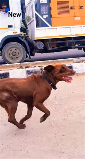Labrador retriever #shorts