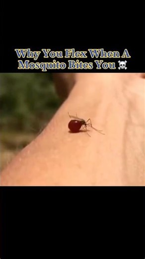 Why You Flex When A Mosquito Bites You ☠️ #interesting