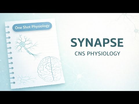 Synapse | CNS physiology| Guyton 