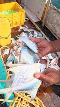 खोल समुद्रातील पापलेट मासेमारी. First day of pomfret season #boat #pomfret #fishing #india