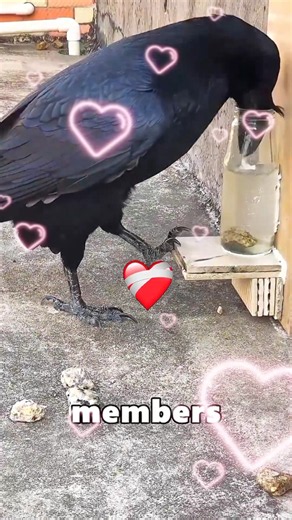 Why Crows Are Smart Animals 🤠 #shorts #crows #pets