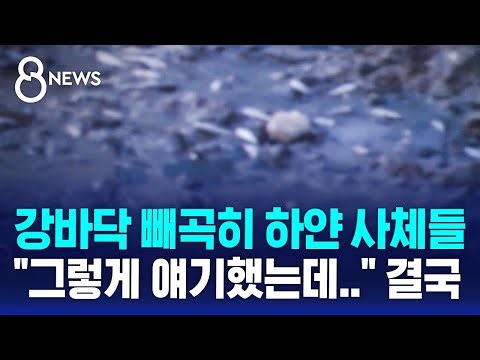 강바닥 빼곡히 하얀 사체들…도심 한복판 참사 이유는 / SBS 8뉴스