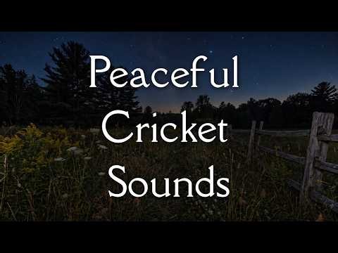 9 Hours of Peaceful Night Cricket Sounds | Relaxing Nature Sounds for Deep Sleep | No Music