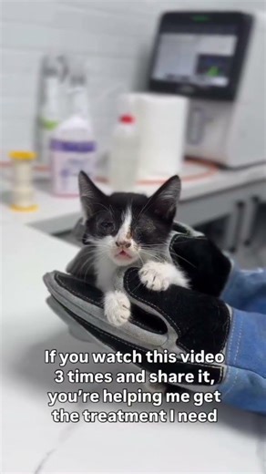 Coco is battling a viral infection that’s trying to take her sight. Her vision is at risk,