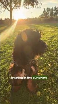 When your dog says go, GO! 🌅🐶 #puppylife #labradoodle #bend