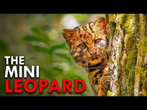The Most Footage Ever Assembled of the World's Shyest Cat