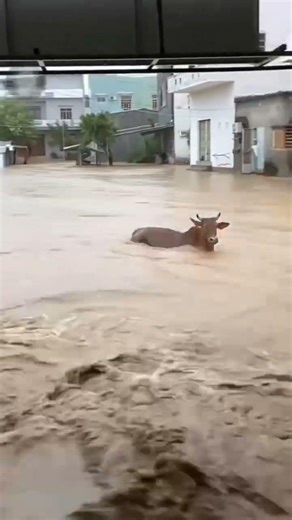 Massive floods destruction #flood #floods #viral #trending #disaster #nature