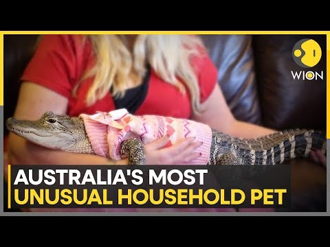 Saltwater Crocodiles Among Popular Animals; 60 Licensed Residents Keep Baby Crocodiles | WION