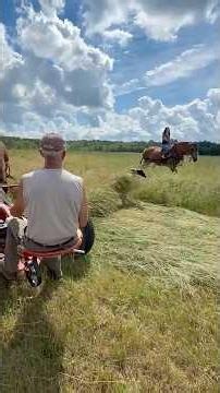 DRAFT HORSES MOWING HAY w/ my Daughter’s Help!!!