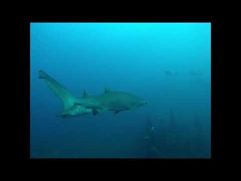Caribsea26 Sharknado Pt. 1
