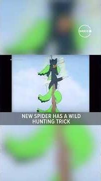 New spider has a wild hunting trick