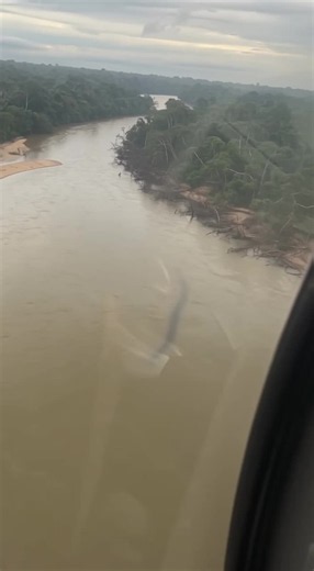 GIANT ANACONDA Spotted Swimming Through Flooded Amazon Jungle! 🐍🌿 A low-flying helicopter captures an unbelievable sight over a flooded section of the Amazon rainforest — an enormous green anaconda swimming through the submerged jungle after heavy rainfall. The snake moves slowly between the trees before climbing onto the muddy riverbank, with a small fishing boat nearby showing just how massive it really is. #GiantAnaconda #AmazonRainforest #CaughtOnCamera #WildlifeSighting #Unbelievable Powe