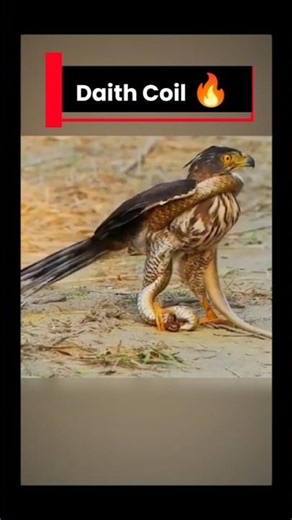 Snake Kills Eagle 😱 Shocking Reverse Attack |#shorts #snake #eagles