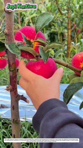 Apple Harvest: How Hand-Twisting Plucks Red Apples Cleanly From Branch