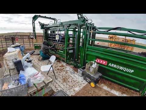 Bull Day! Selling 86 Pure Bred Angus Bulls