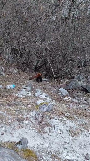 Red Panda #redpanda #endangeredspecies #endangeredanimal #nepal #travel #kathmanduhikers