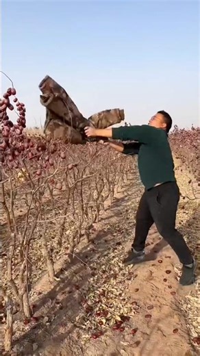 He mixed all the ripe plums into dust | Sweet jujube fruit harvest #farming #shorts