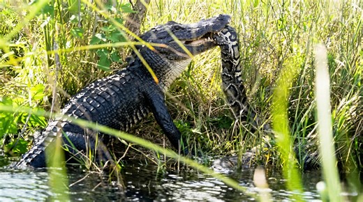 Watch what happens when pythons and gators clash in a brutal fight