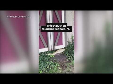 8-foot Burmese python found in New Jersey family's backyard