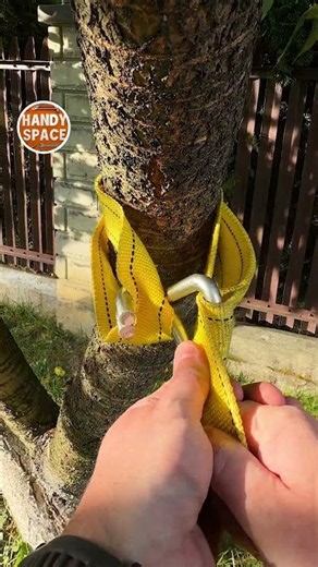 Drivers, Try This Smart Strap Trick Around a Tree! 🌲🚗