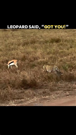 The Gazelle’s Reflexes Shocked the Leopard! 😱 #trending #animals #wildlife #youtubeshorts