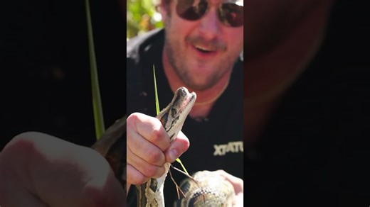 Master the dangerous art of catching invasive pythons in the wild