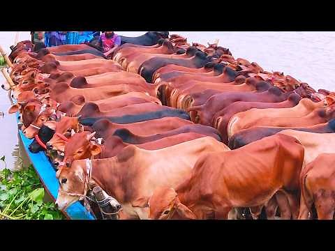 Cow unloading, cow videos, cow video, big cow, goru hamba cow, Ep 324